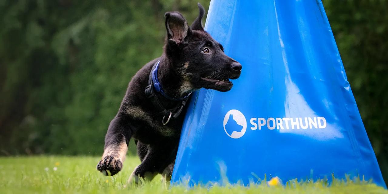 Choosing the Right Schutzhund (IGP) Training Equipment for Your Dog: A Comprehensive Guide