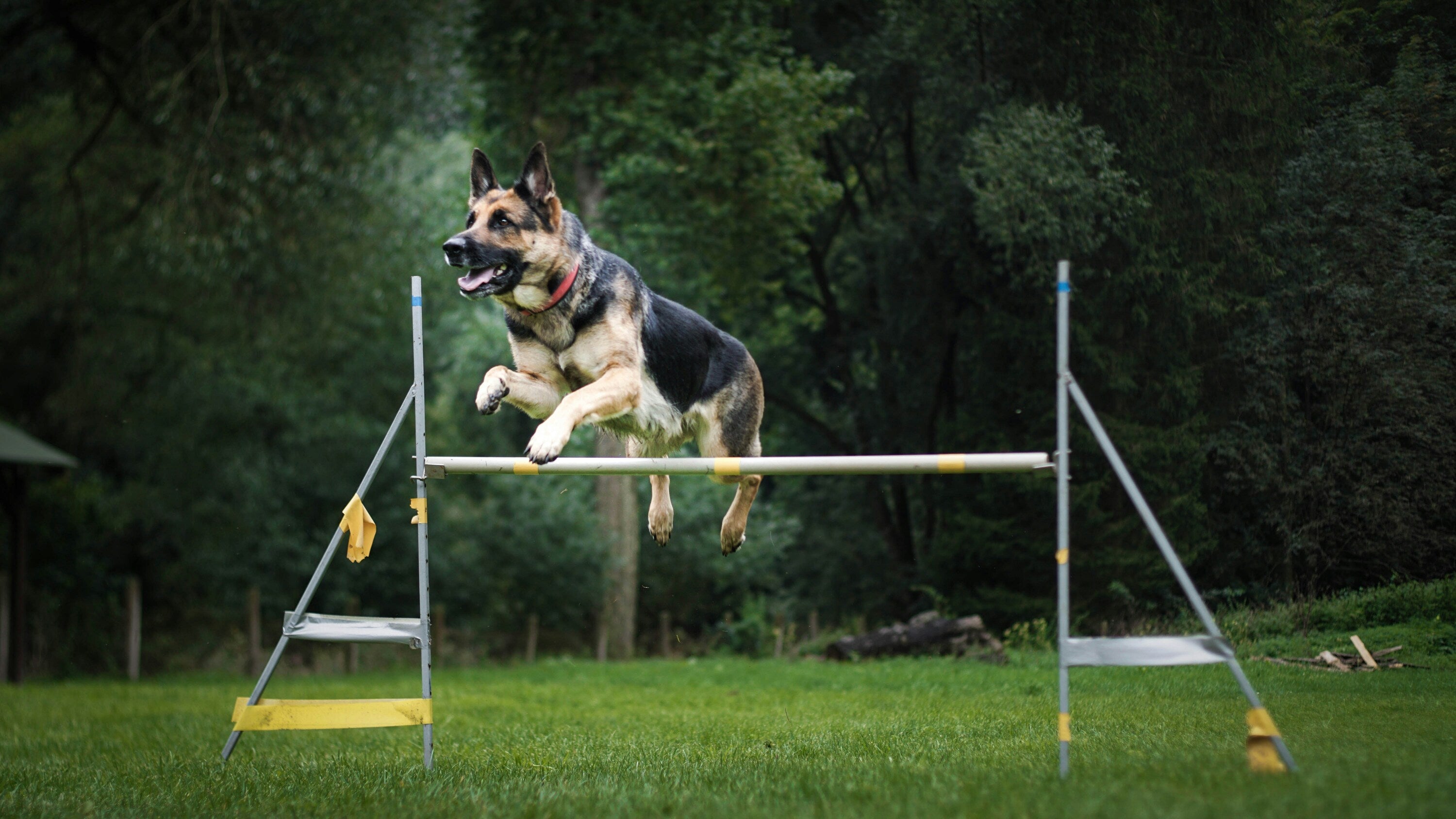 Unleash Excellence: Exclusive Schutzhund (IGP) Working Dog Training Gear