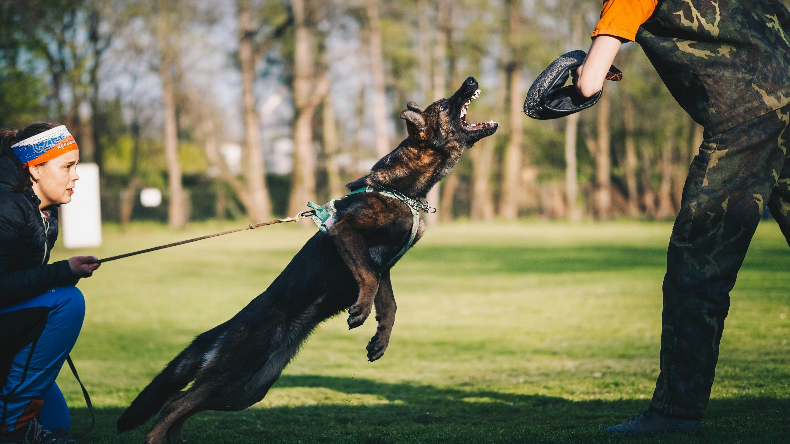 The Perfect Match: Why Dog Sports Thrive with Working Dog Breeds