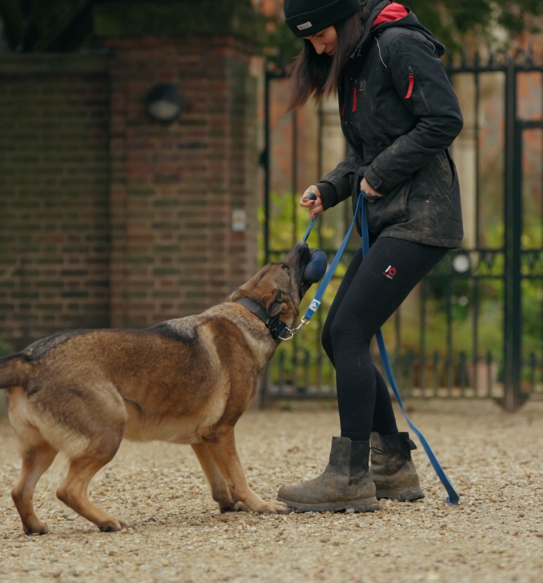Person training a dog outdoors with a leash