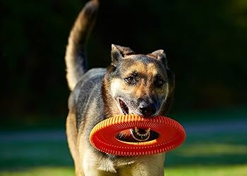 Chuckit! Rugged Flyer Floatable Dog Frisbee