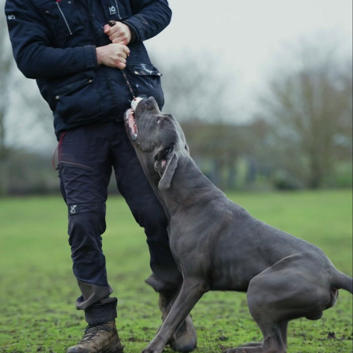 Man interacting with a large gray dog outdoors on a grassy field.