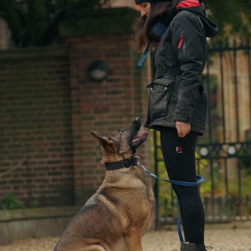 Person training a dog on a leash in an outdoor setting