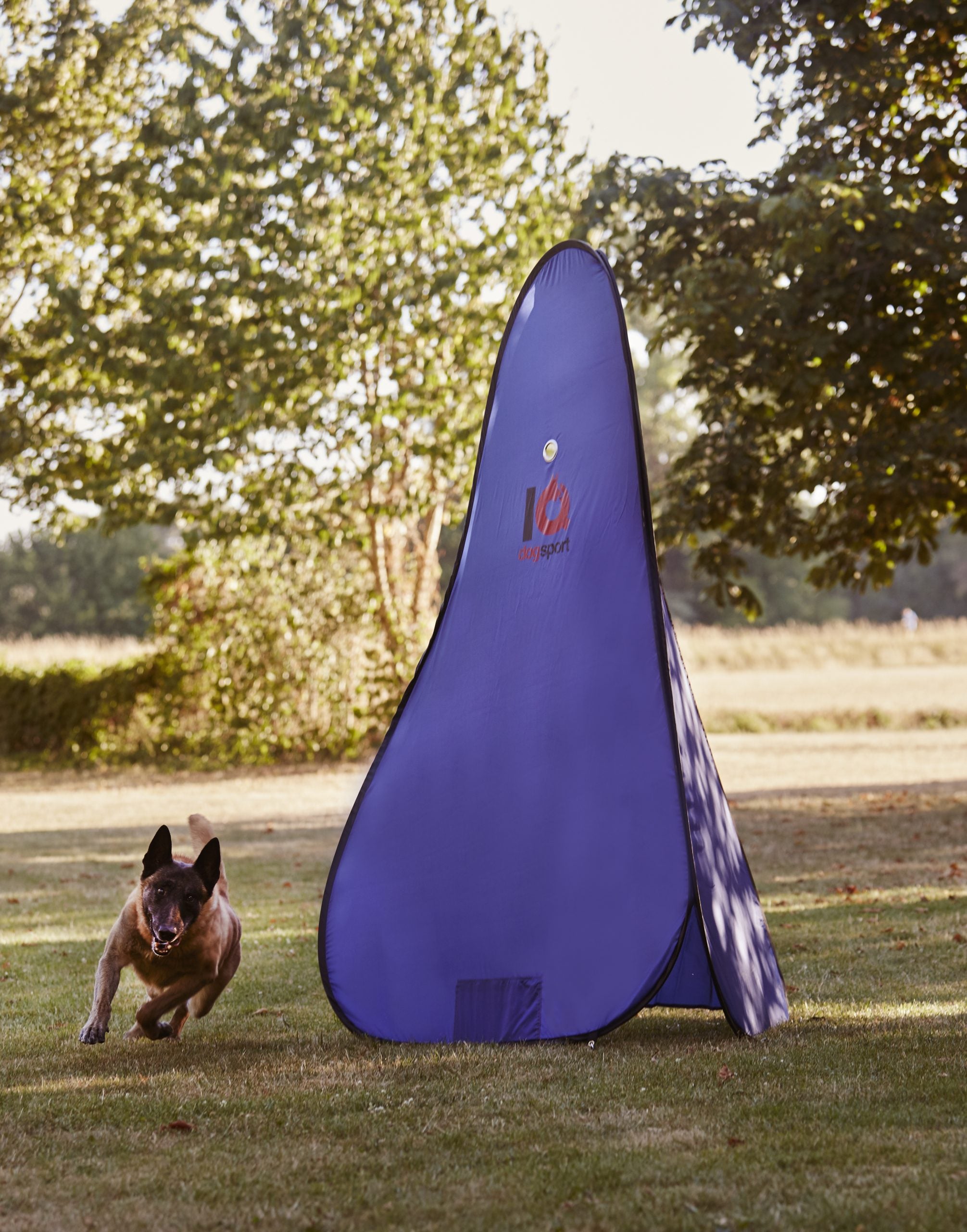 Dog running towards a large purple training blind in an outdoor setting with trees in the background.