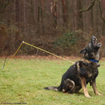 Sporthund Flexpole Backtie Protection Training dog