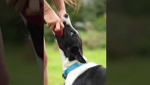 IQ Dogsport Multifunctional Dog Training Belt