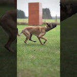 IQ Dogsport Modular Food Pocket