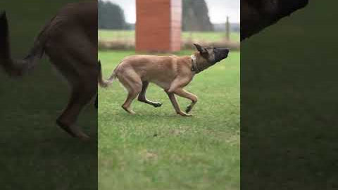 IQ Dogsport Modular Food Pocket